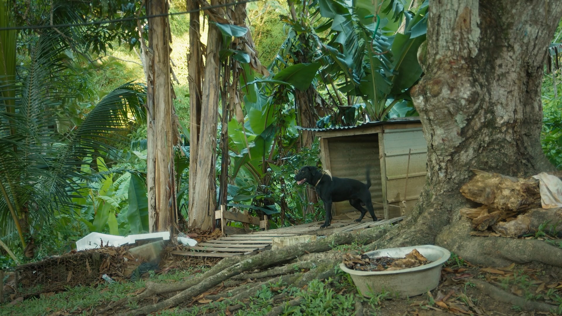 Black dog in bush