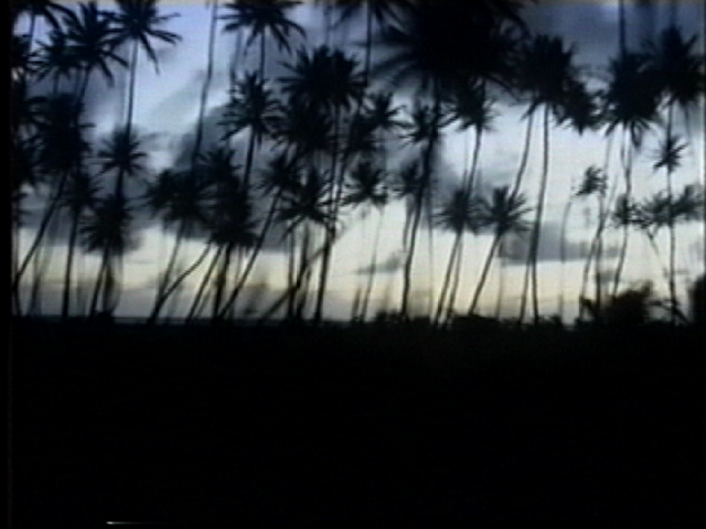 Tree shot