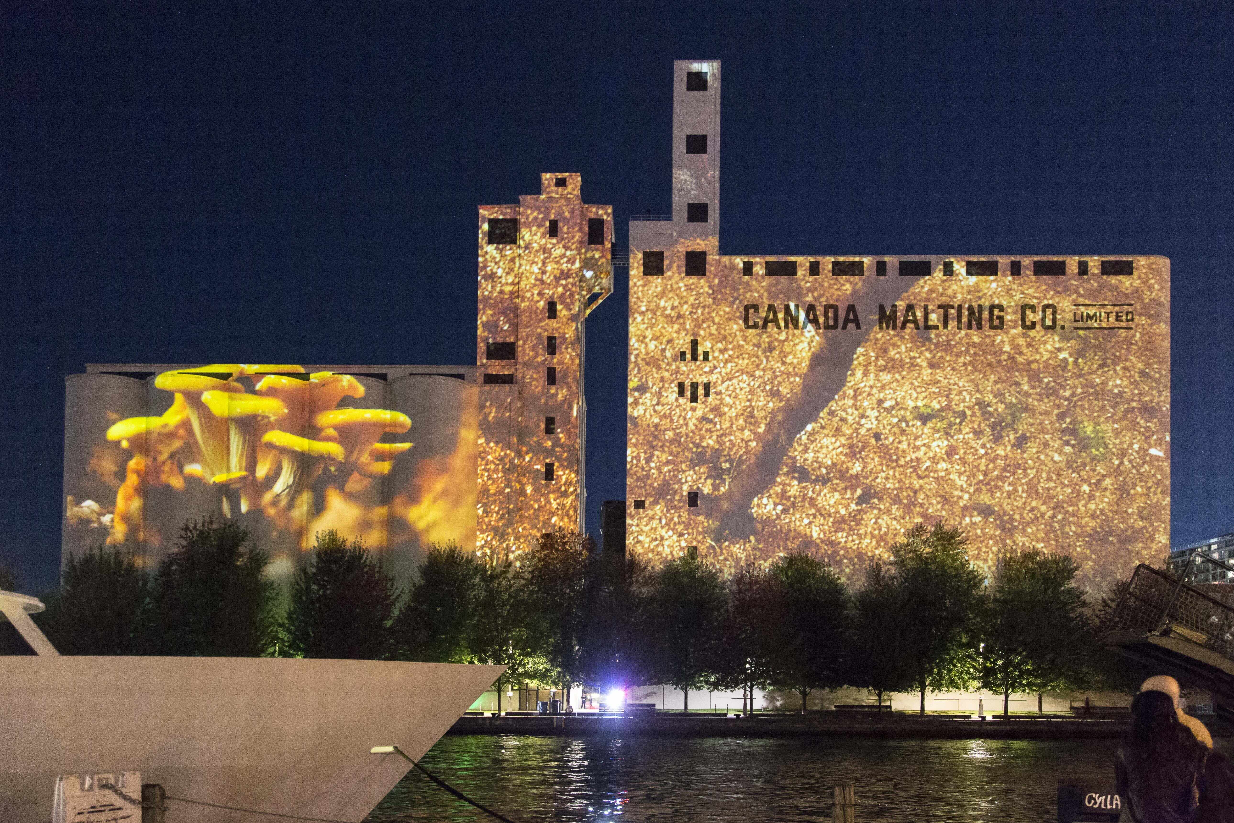Projection of yellow flowers at left with light yellow background