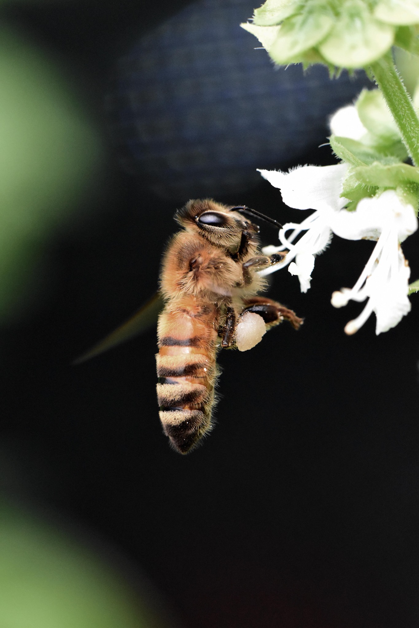 Close up image of a honeybee hovering at the stamen of a white flower
