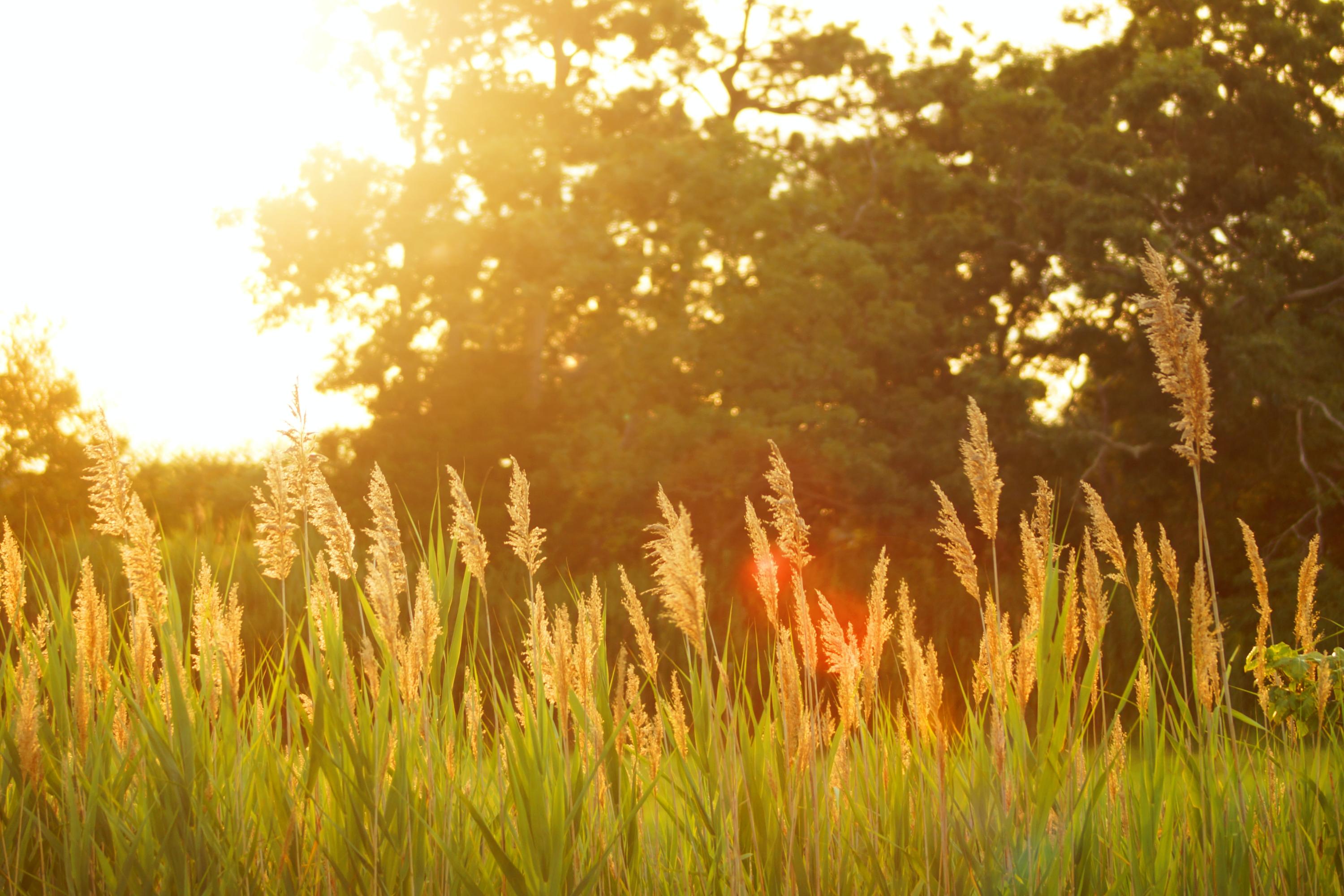 A photo of a sunny field