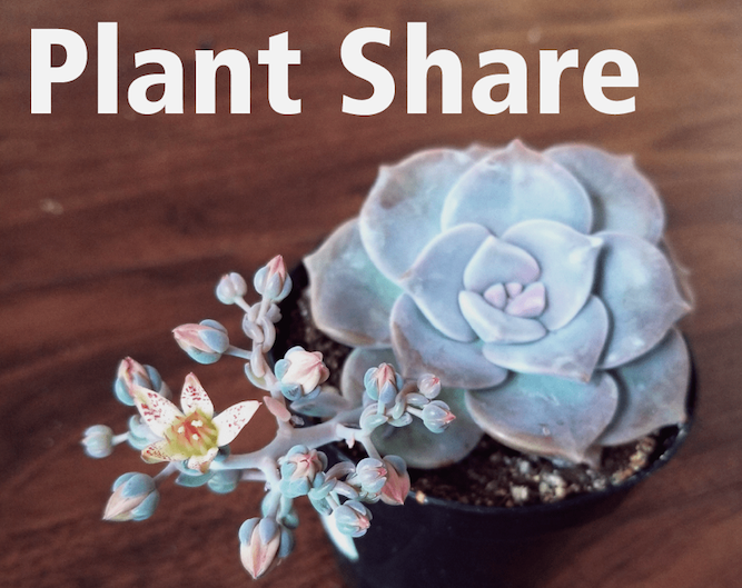 succulent_plantshare