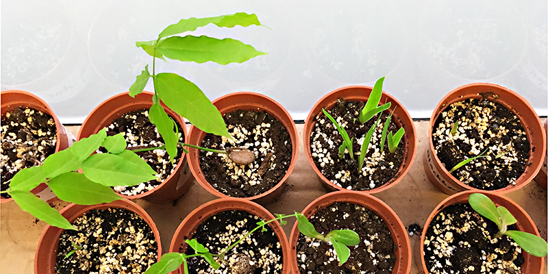 Photograph of seedlings in small pots.