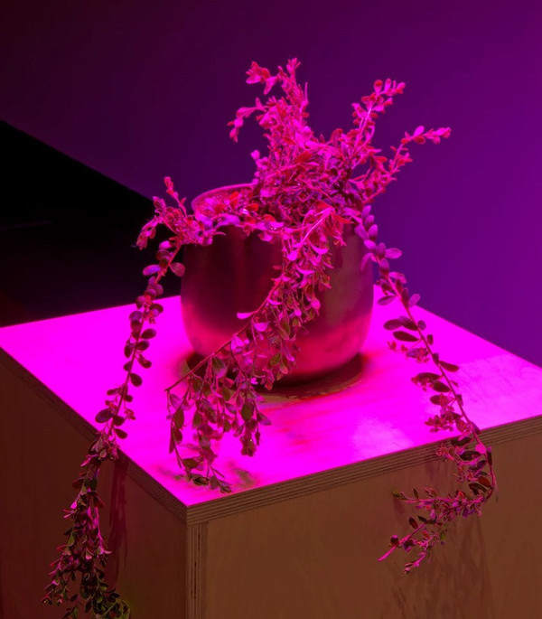 A plant on a pedestal in a pink light.