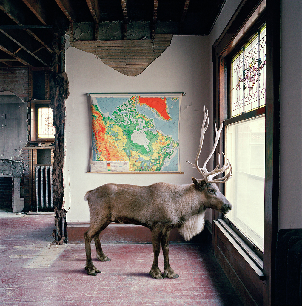 A photo of a moose in a domestic space.