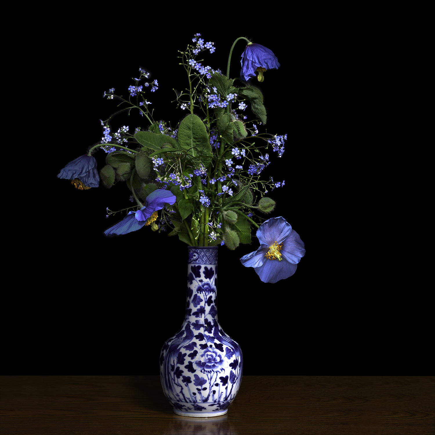 Image: T.M. Glass, Blue Poppy in a Blue and White Chinese Vase, 2018, archival pigment ink on archival cotton rag paper fused to