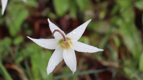 Fawn Lily
