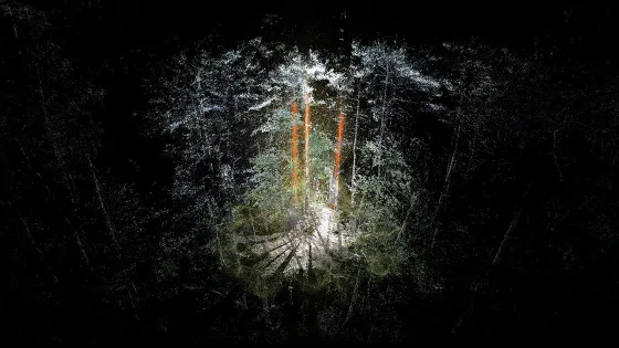 atmospheric photo for forest trees