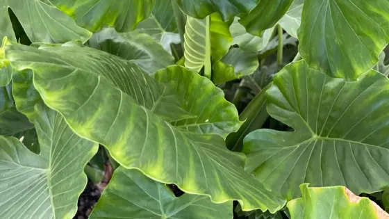 Tropical leaves