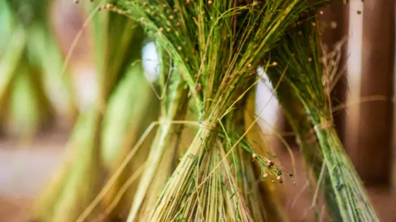 A bundle of flax