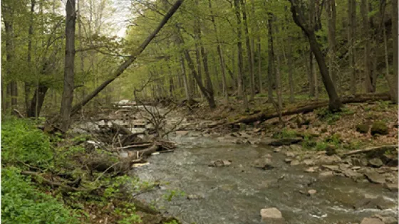 An image of a forest