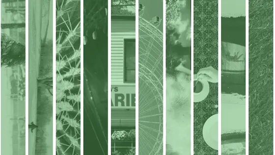 Photos in green filter