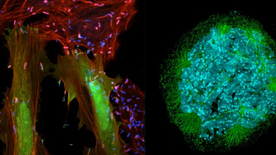 Images courtesy of SickKids Research Institute.