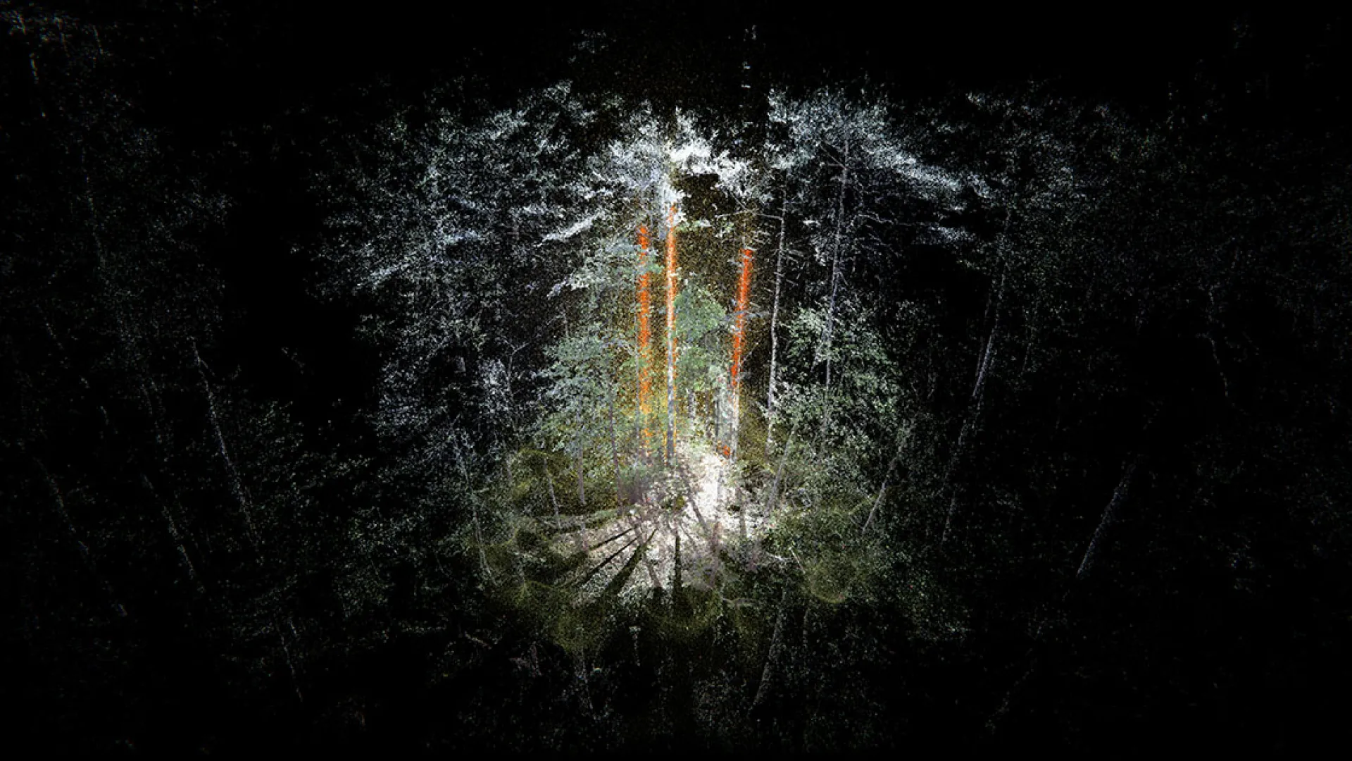 atmospheric photo for forest trees