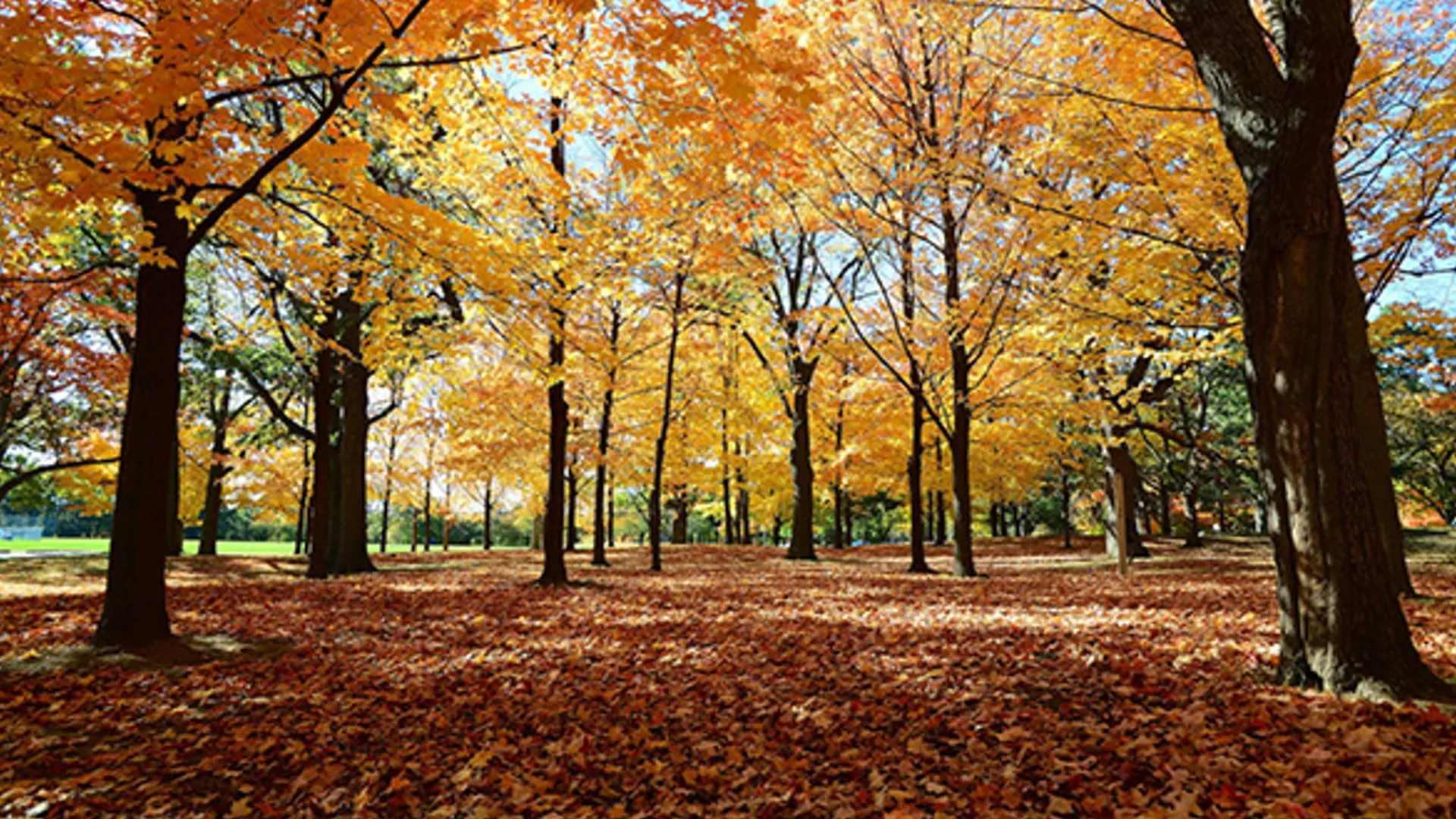 fall nature