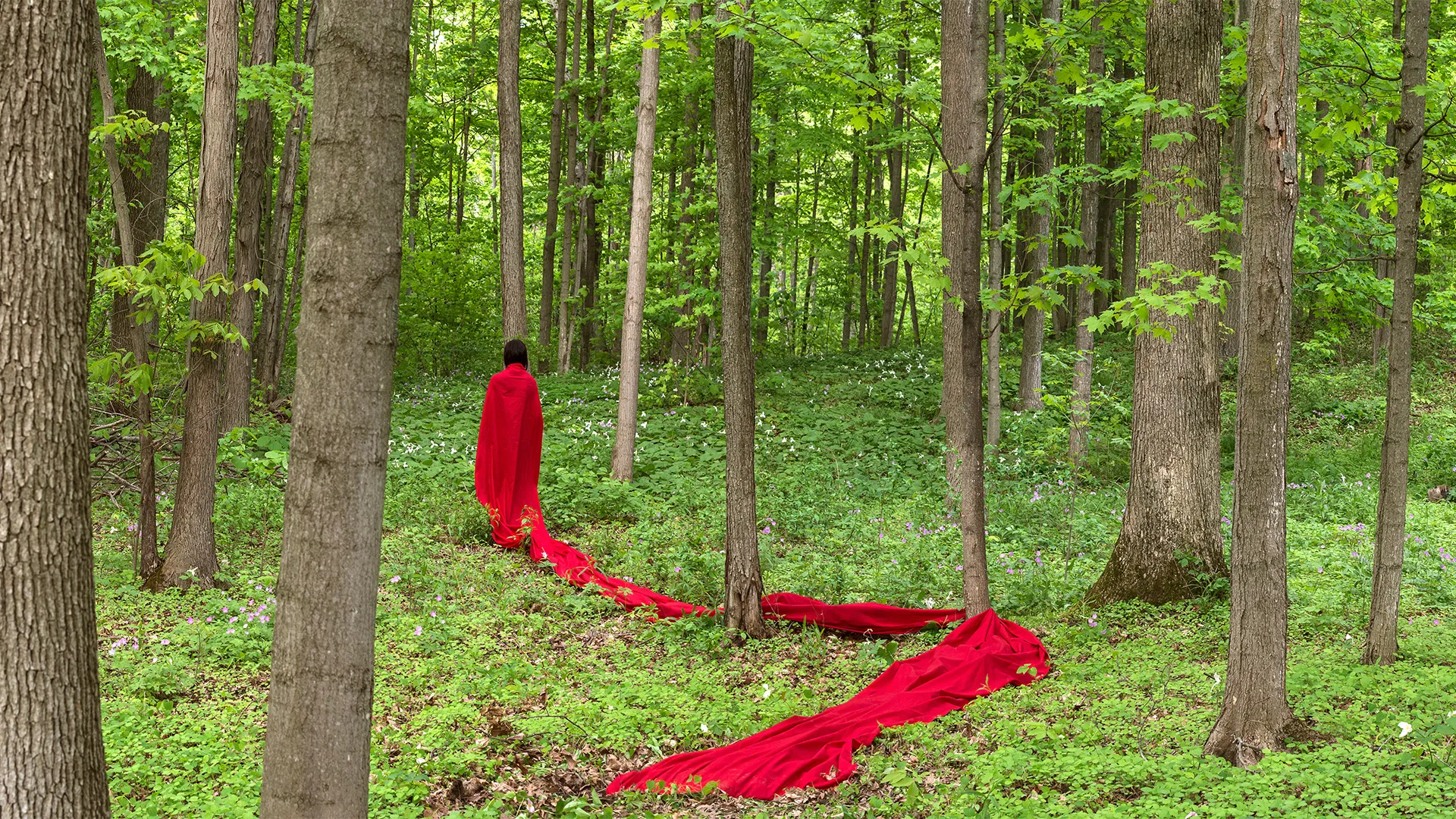 Person standing in a forest with a bright red piece of fabric trailing behind them