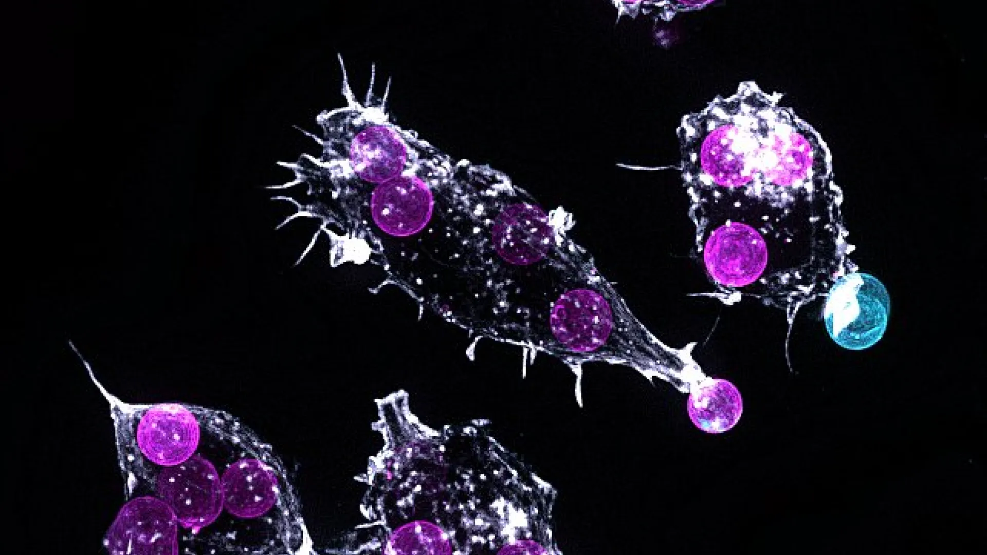 Microscope image of organism