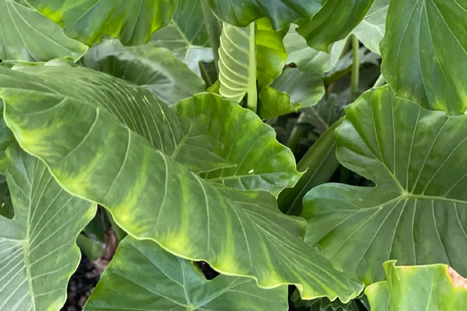 Tropical leaves