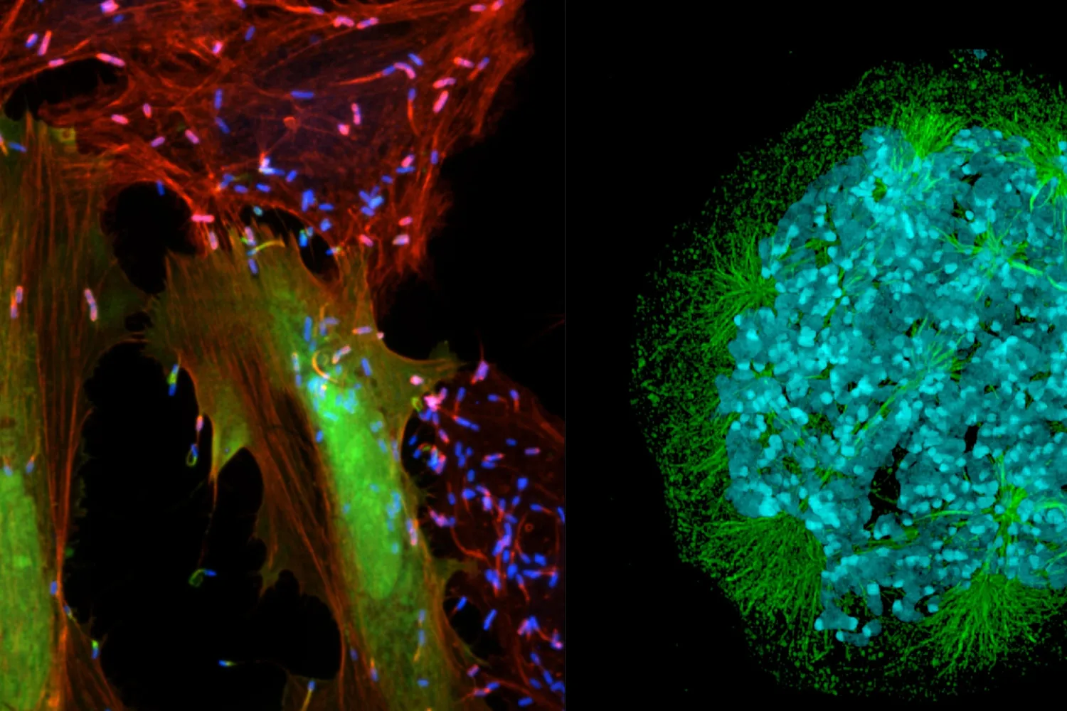 Images courtesy of SickKids Research Institute.