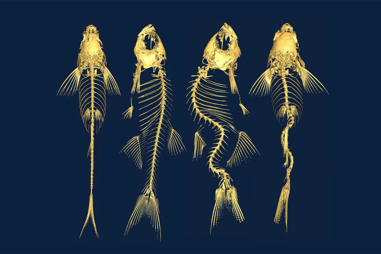 Four fish bones
