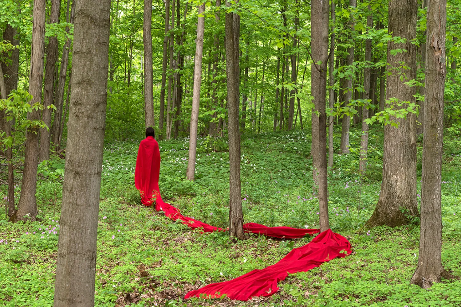 A person in a flowing red garment walks through a lush green forest, with the long fabric trailing across the forest floor among trees and wildflowers.