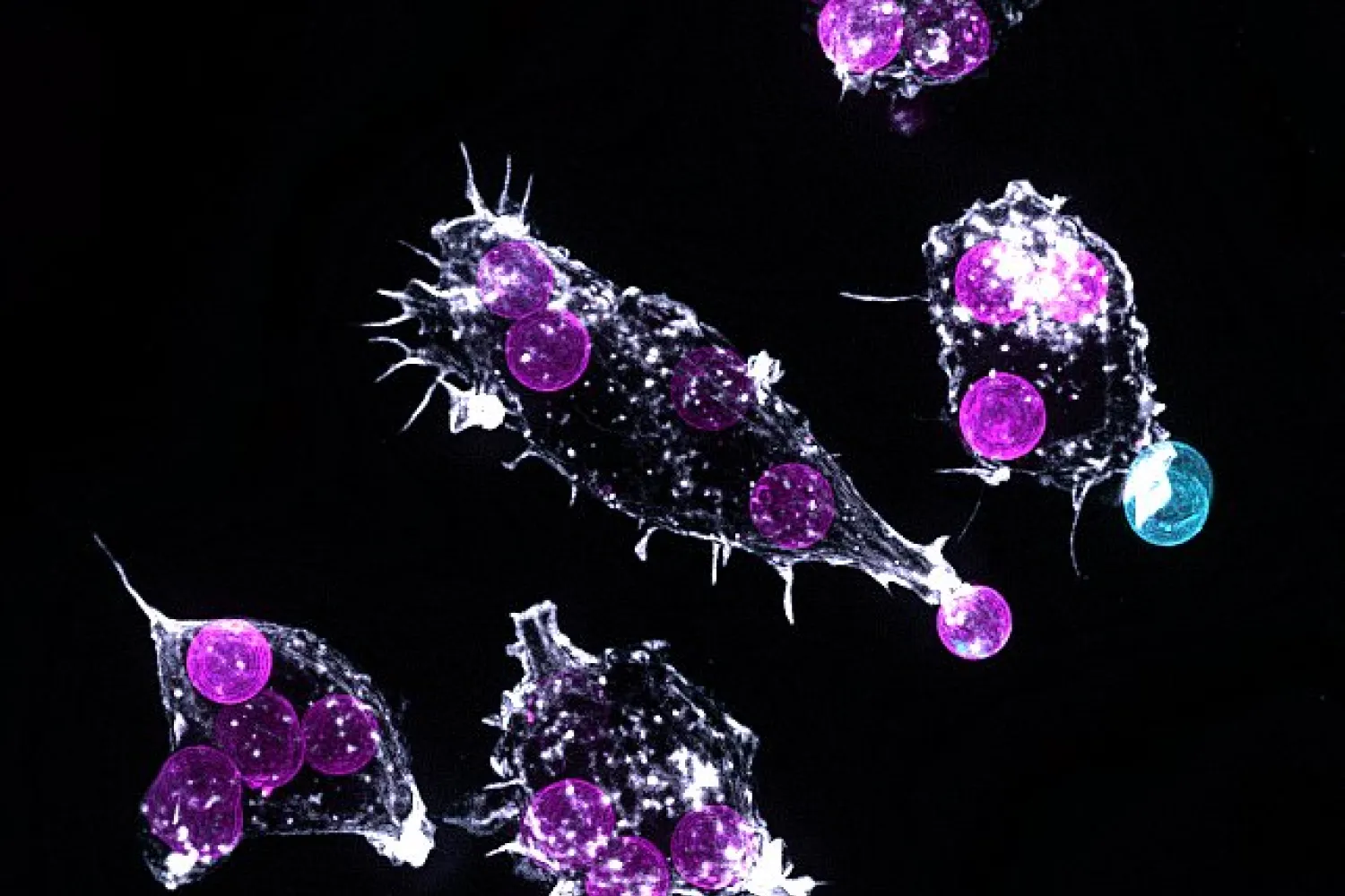 Microscope image of organism