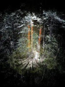 atmospheric photo for forest trees