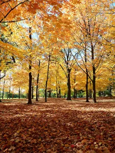 fall nature