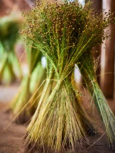 A bundle of flax