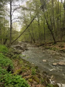An image of a forest