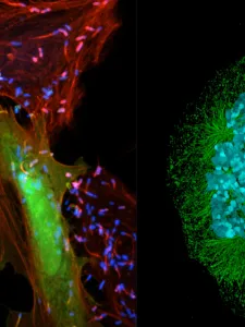 Images courtesy of SickKids Research Institute.