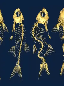 Four fish bones