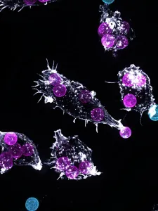 Microscope image of organism