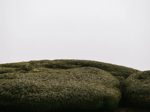 The bottom half shows long strands of textured green seaweed covering a large, curved and water worn rock formation. The sky above is light grey and even-toned.