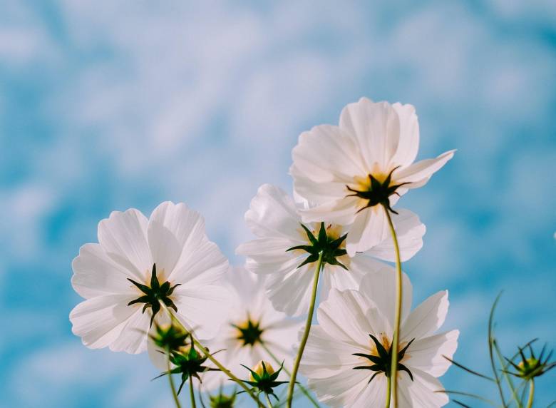 Spring flowers are photographed on a blue sky background
