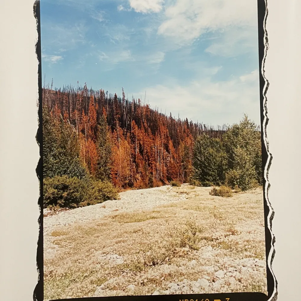 Photo of a print, with a fall landscape