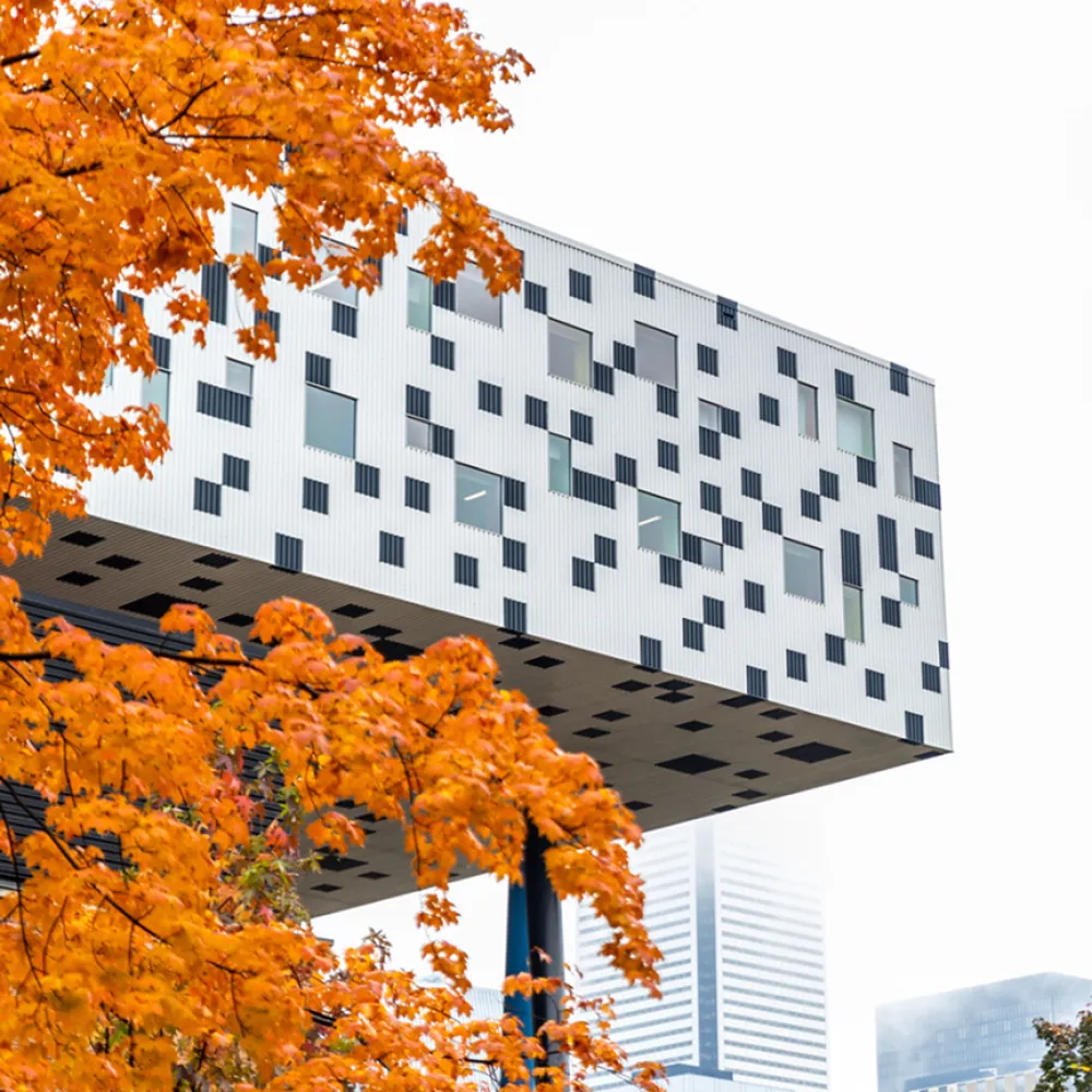 Sharp center through fall leaves